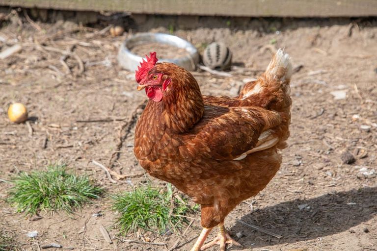 Photo of property in 211 Wilson Road, South Head, Helensville, 0874