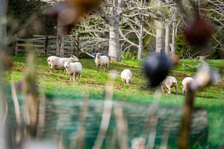 Photo of property in 50 Waitoki Road, Waitoki, Kaukapakapa, 0871