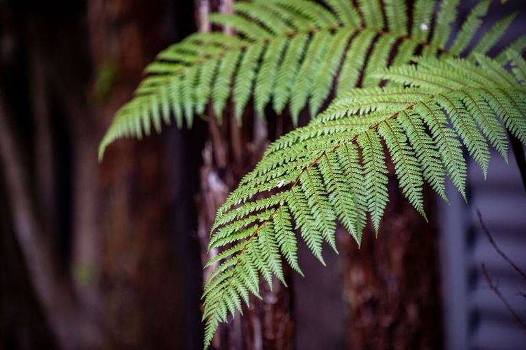 Photo of property in 1307 Victoria Street, Beerescourt, Hamilton, 3200