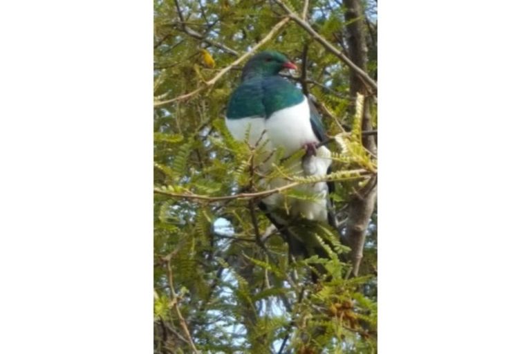 Photo of property in 60 Puhoi Road, Puhoi, Warkworth, 0994