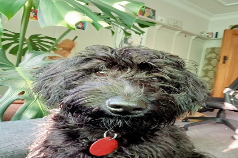 Photo of property in 61 Galloway Street, Mornington, Dunedin, 9011