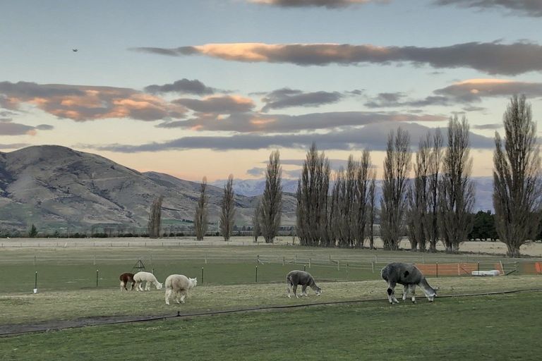 Photo of property in 40 Fay Lane, Queensberry, Cromwell, 9383