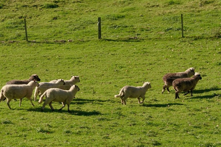 Photo of property in 98 Glue Pot Road, Oropi, Tauranga, 3173