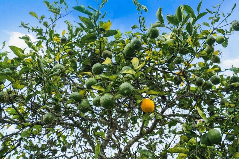 Photo of property in 97 Crawford Crescent, Te Kamo, Whangarei, 0112