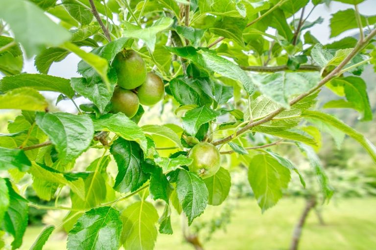 Photo of property in 2147 Lake Brunner Road, Inchbonnie, Kumara, 7875