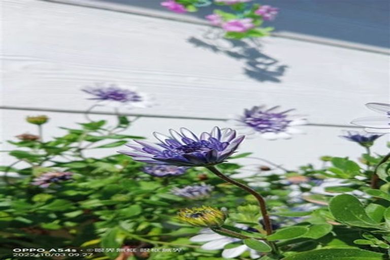 Photo of property in 37 Townshend Crescent, Halswell, Christchurch, 8025