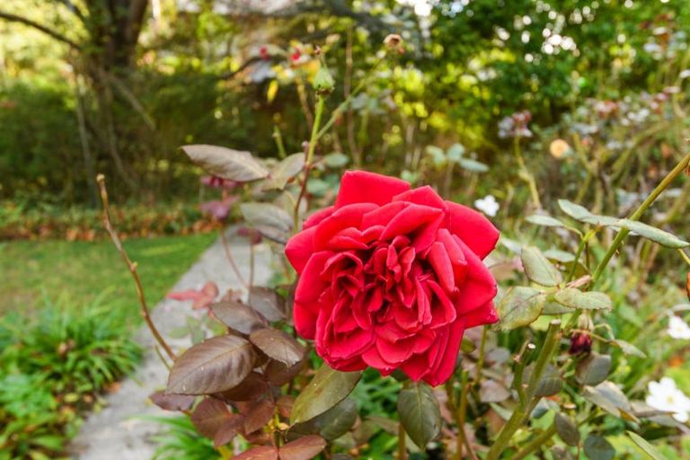 Photo of property in 122 Jickell Street, Hokowhitu, Palmerston North, 4410