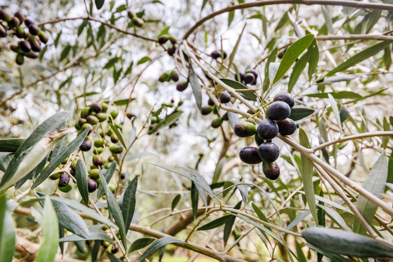 Photo of property in 220 Valley Views, Fitzherbert, Palmerston North, 4472