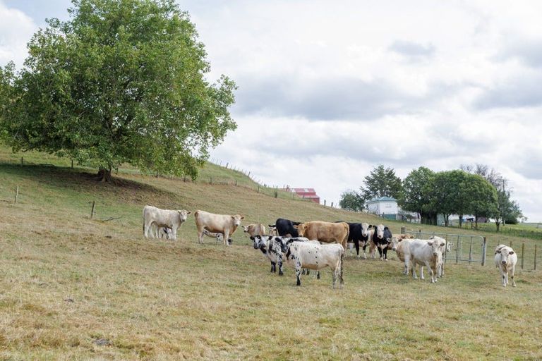 Photo of property in 178b Pond Road, Matamata, 3472