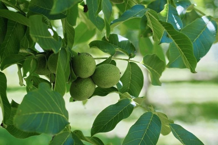 Photo of property in 480 Rattletrack Road, Rolleston, Christchurch, 7674