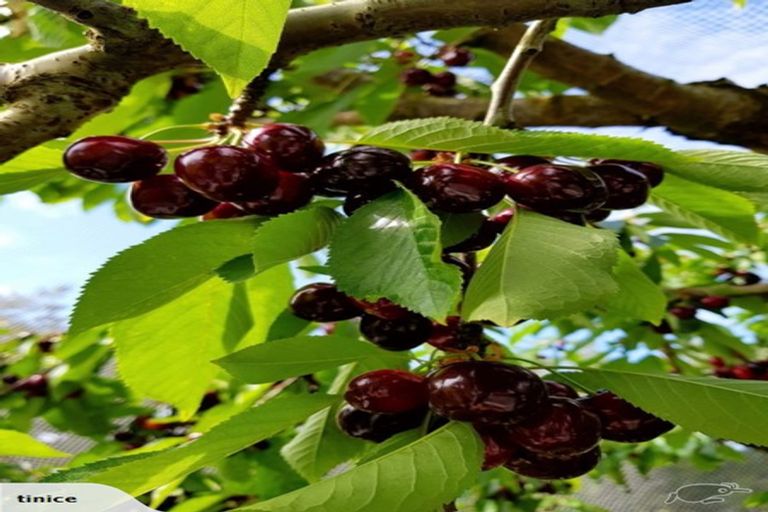 Photo of property in 11 Ettrick Road, Ettrick, Roxburgh, 9572