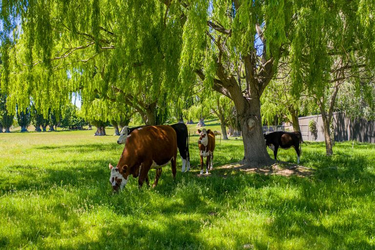 Photo of property in 52 Crawford Hills Road, Galloway, Alexandra, 9393