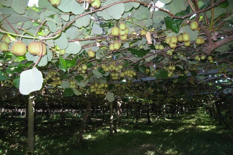 Photo of property in 28 Lindemann Road, Katikati, 3170