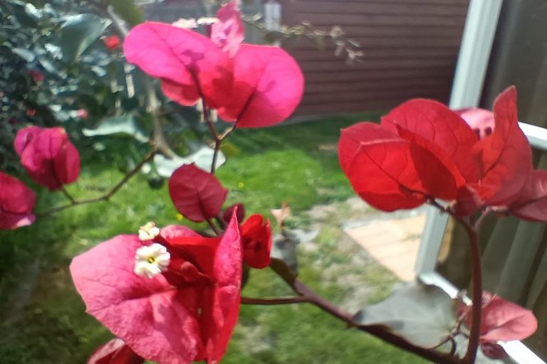 Photo of property in 8 Pattie Street, Petone, Lower Hutt, 5012