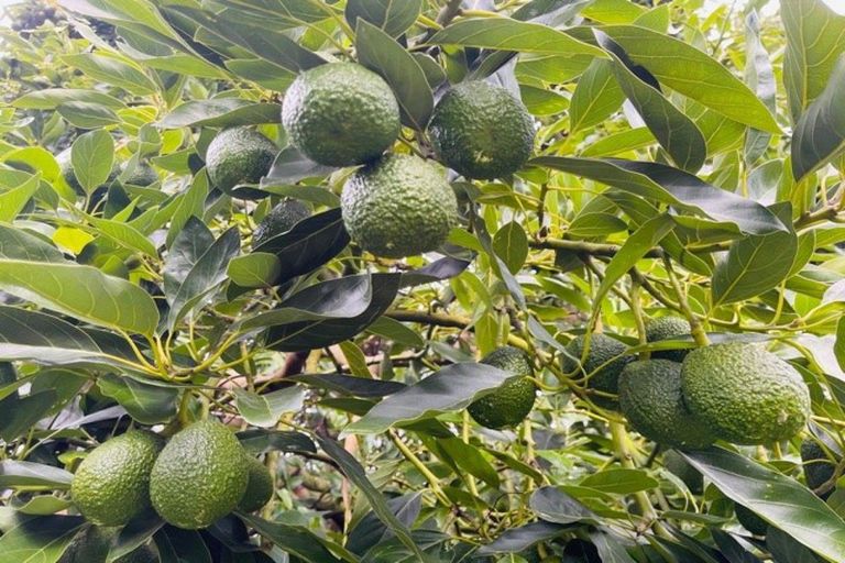 Photo of property in 330 No 2 Road, Te Puke, 3182