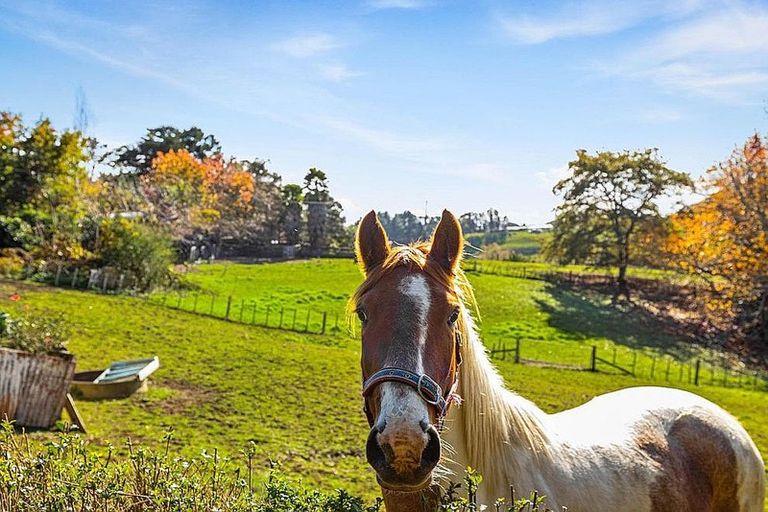 Photo of property in 65 Annett Road, Kumeu, 0891