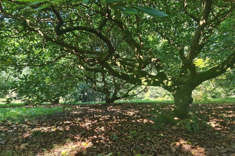 Photo of property in 6a Woodland Road, Tahawai, Katikati, 3170