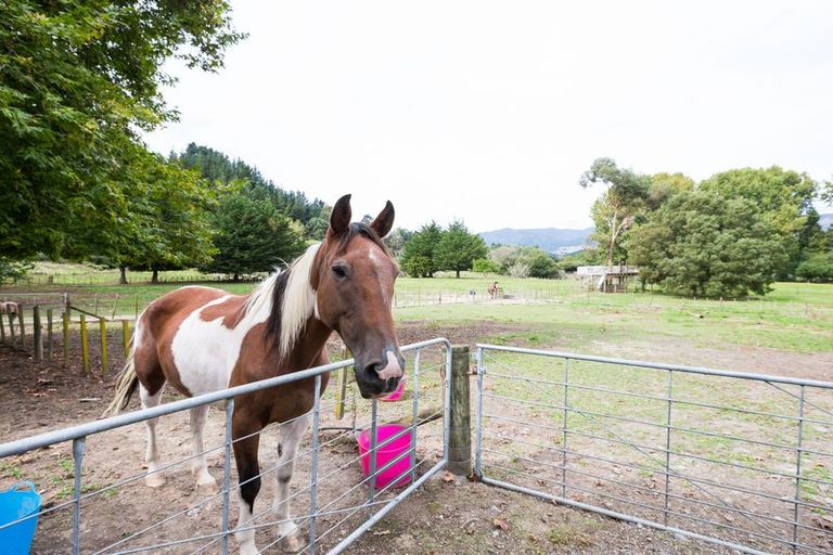 Photo of property in 72 Kuku Road, Pohangina, Ashhurst, 4884