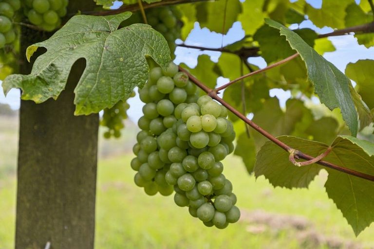 Photo of property in 126 Travers Road, Te Kauwhata, 3782