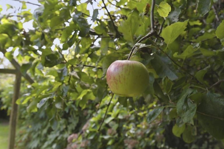Photo of property in 34 Cedar Drive, Paraparaumu Beach, Paraparaumu, 5032