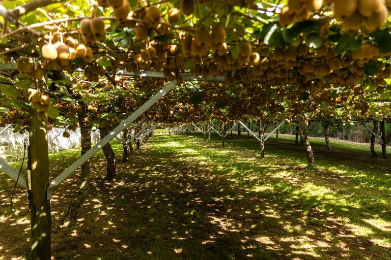 Photo of property in 80 Tuapiro Road, Tahawai, Katikati, 3170