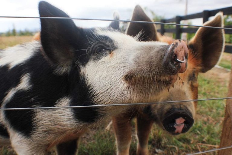 Photo of property in 19a Hoheria Place, Te Kauwhata, 3782