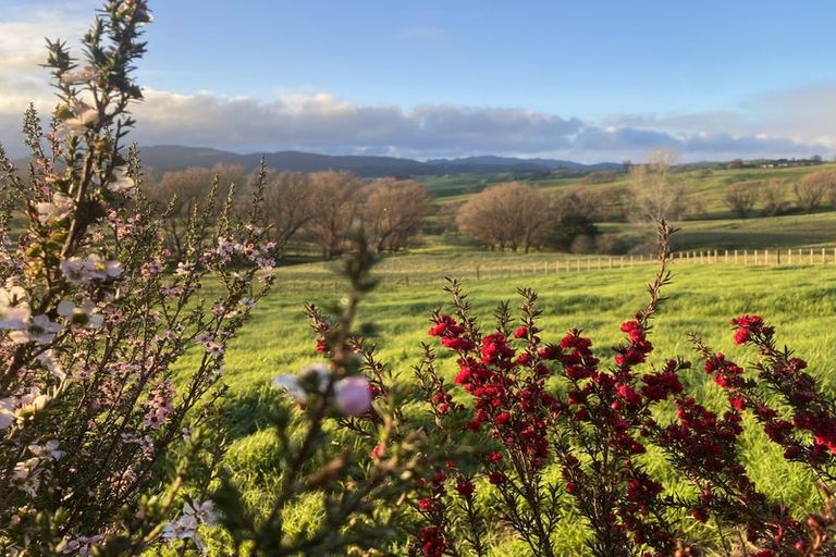 Photo of property in 291 Kaiwaka-mangawhai Road, Kaiwaka, Wellsford, 0975