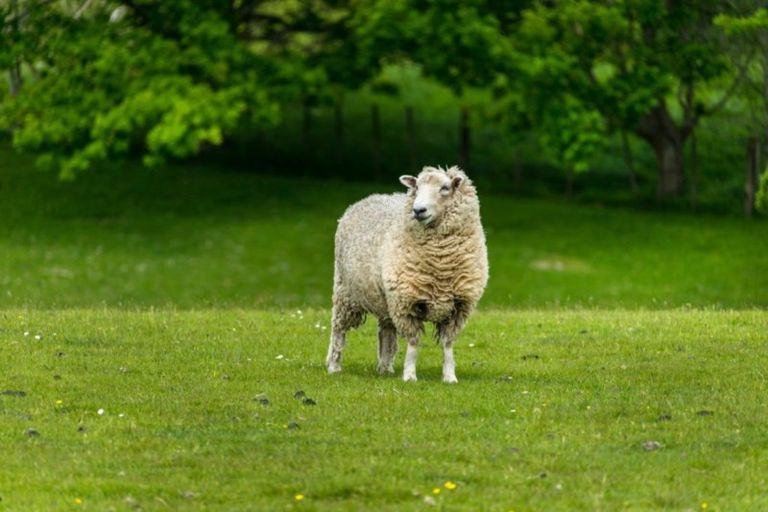 Photo of property in 21 Young Access, Dairy Flat, Silverdale, 0992