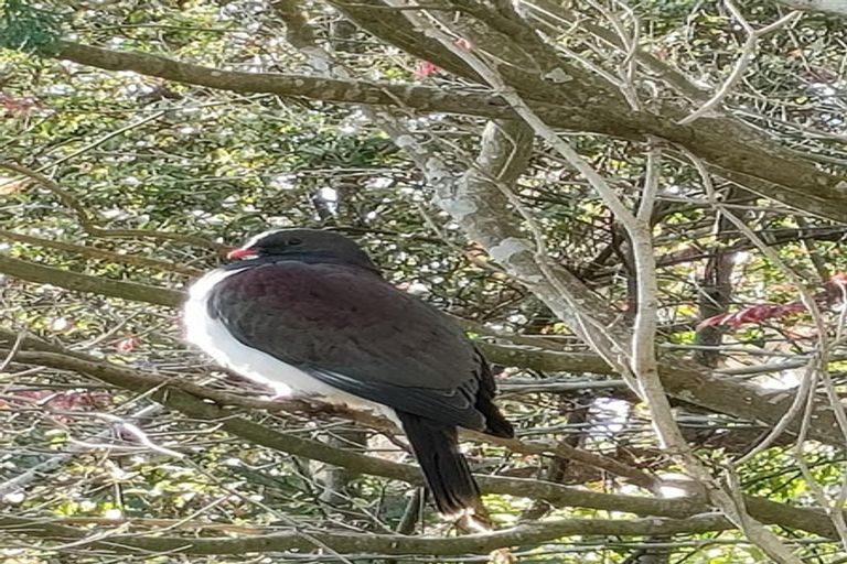 Photo of property in 35 Keepa Avenue, Paeroa, 3600