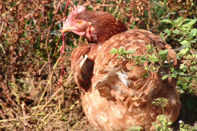 Photo of property in 1/244 Kakaramea Road, Pirongia, Te Awamutu, 3876