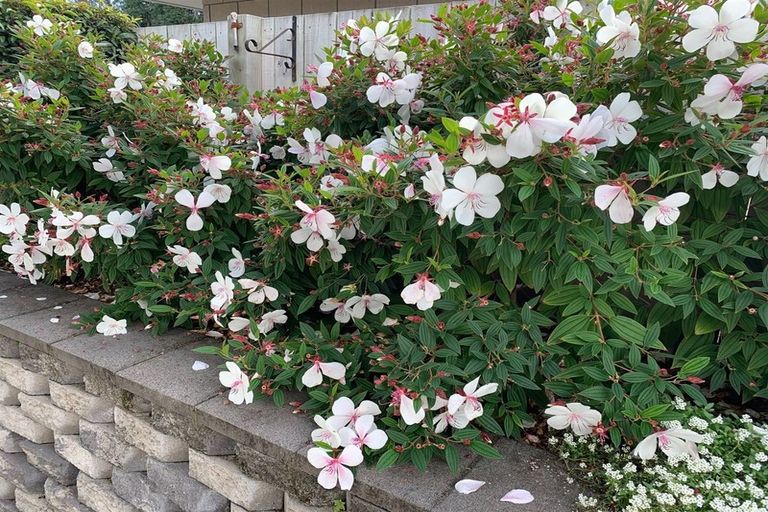 Photo of property in 14 Saltwood Lane, Bethlehem, Tauranga, 3110