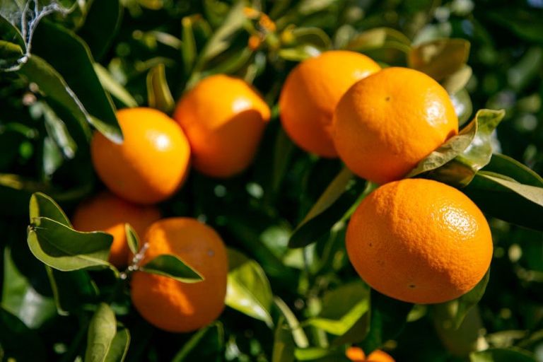 Photo of property in 3 Hilliard Place, Leamington, Cambridge, 3432