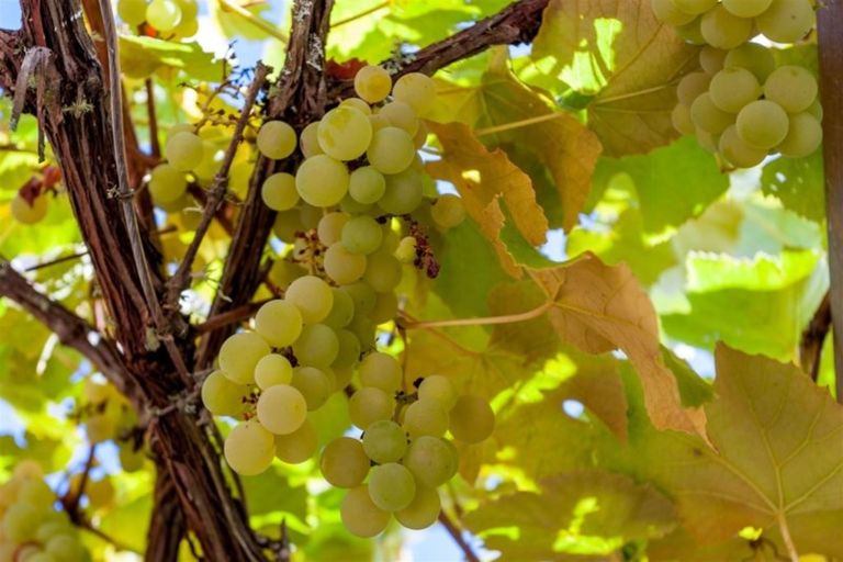 Photo of property in 101 Hilton Drive, Whangamata, 3620