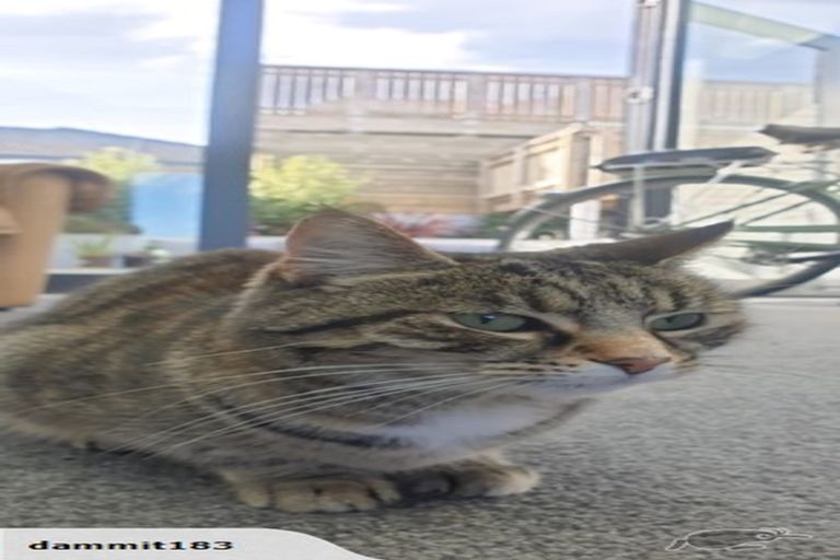 Photo of property in 16b Wentworth Street, Mornington, Wellington, 6021