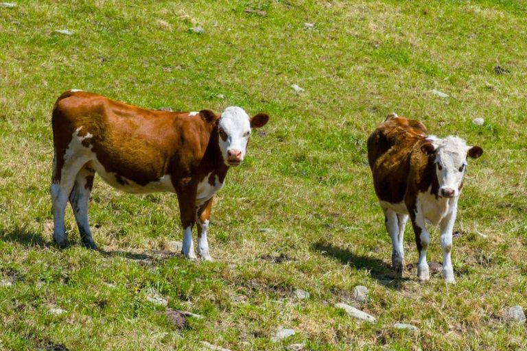 Photo of property in 1058 Queen Charlotte Drive, Linkwater, Picton, 7281