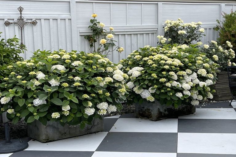 Photo of property in 174 Carmichael Road, Bethlehem, Tauranga, 3110