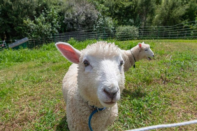 Photo of property in 22 Awatiro Drive, Kaukapakapa, 0871