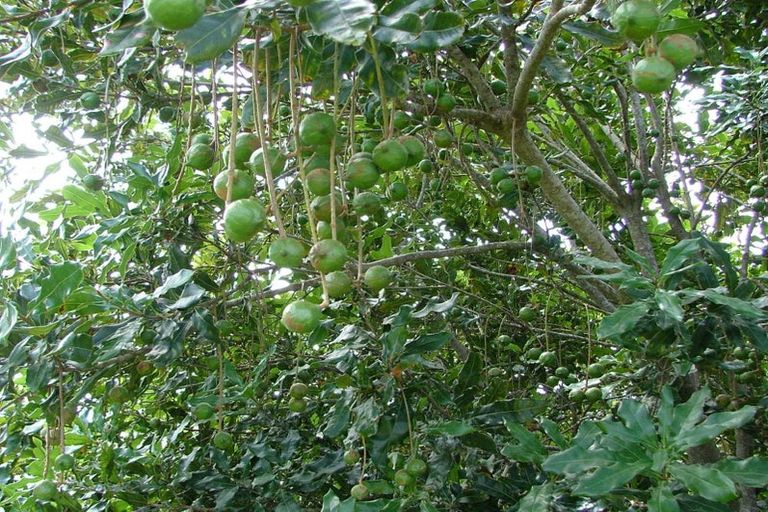 Photo of property in 882 South Head Road, South Head, Helensville, 0874