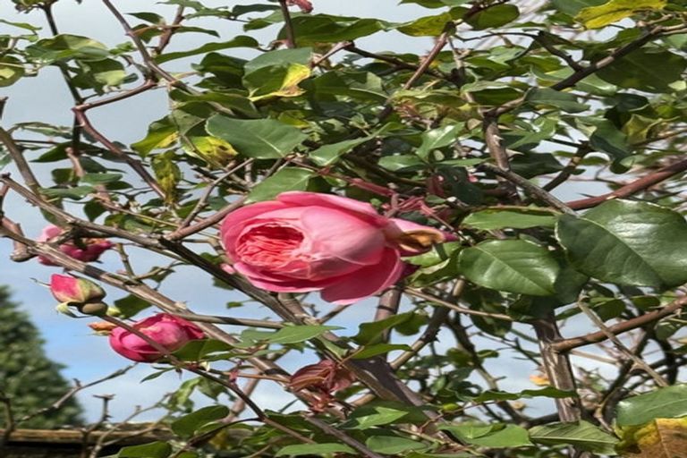 Photo of property in 7a Goods Road, Otumoetai, Tauranga, 3110