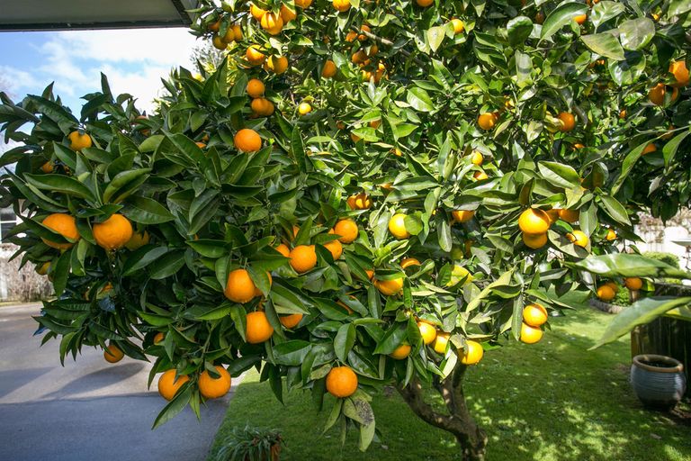 Photo of property in 1a Huia Street, Matamata, 3400