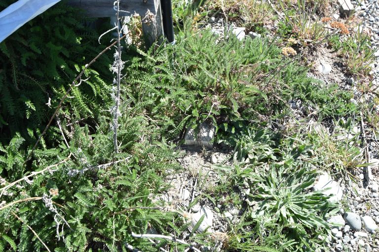 Photo of property in 8 Unwin Place, Twizel, 7901