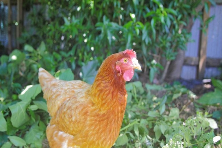 Photo of property in 73 Mulgrave Street, Ashhurst, 4810