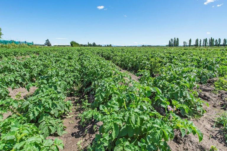 Photo of property in 75 Bealey Road, Leeston, 7683