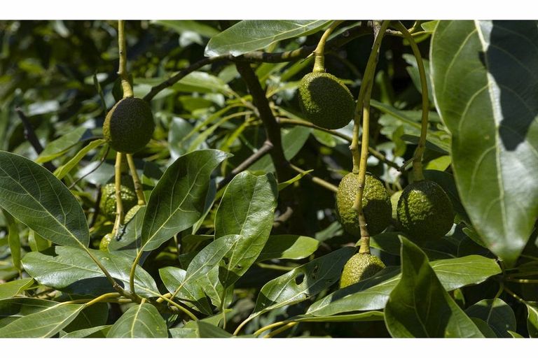 Photo of property in 41 Te Ra Road, Kaeo, Kerikeri, 0295