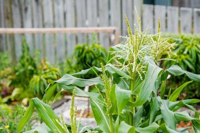 Photo of property in 24 Rodney Avenue, Te Horo Beach, Otaki, 5581