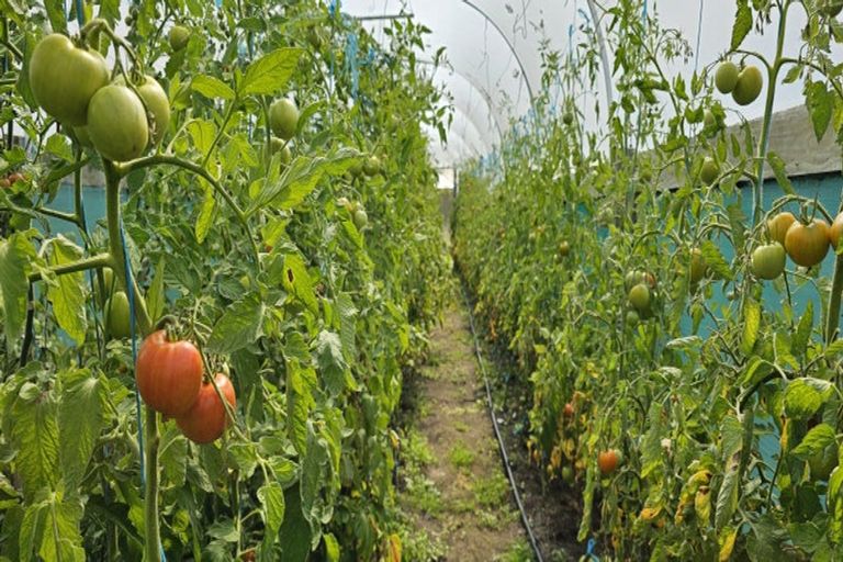 Photo of property in 87 Robertson Street, Upper Charlton, Gore, 9710