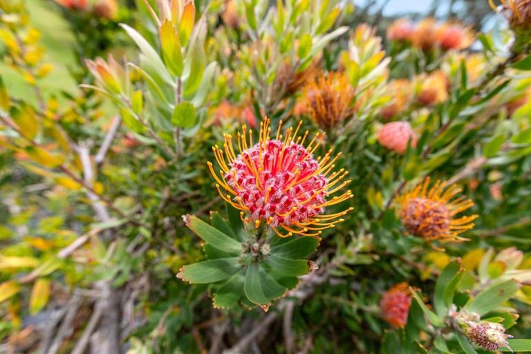 Photo of property in 28 Tuscany Place, Ohauiti, Tauranga, 3112