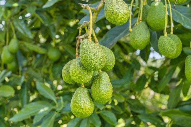 Photo of property in 61b Gill Lane, Te Puna, Whakamarama, 3174