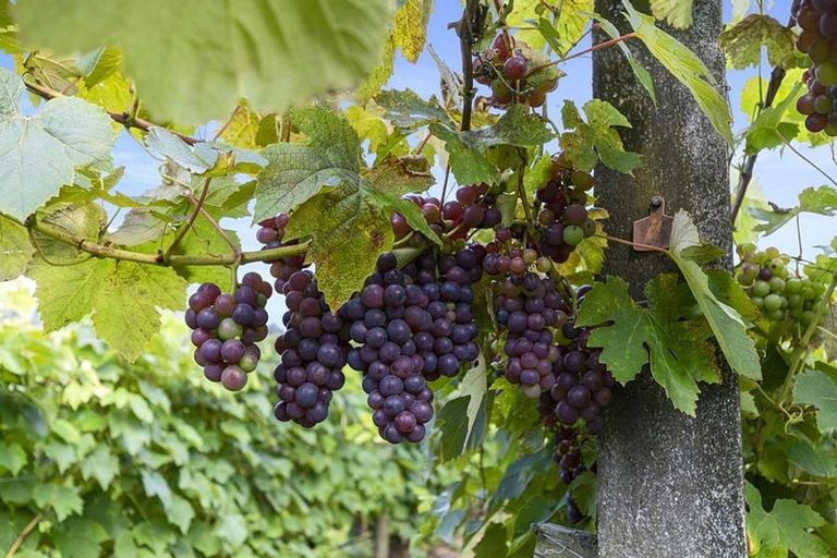 Photo of property in 126 Travers Road, Te Kauwhata, 3782