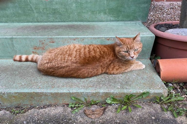 Photo of property in 38 Haywood Street, The Glen, Dunedin, 9011